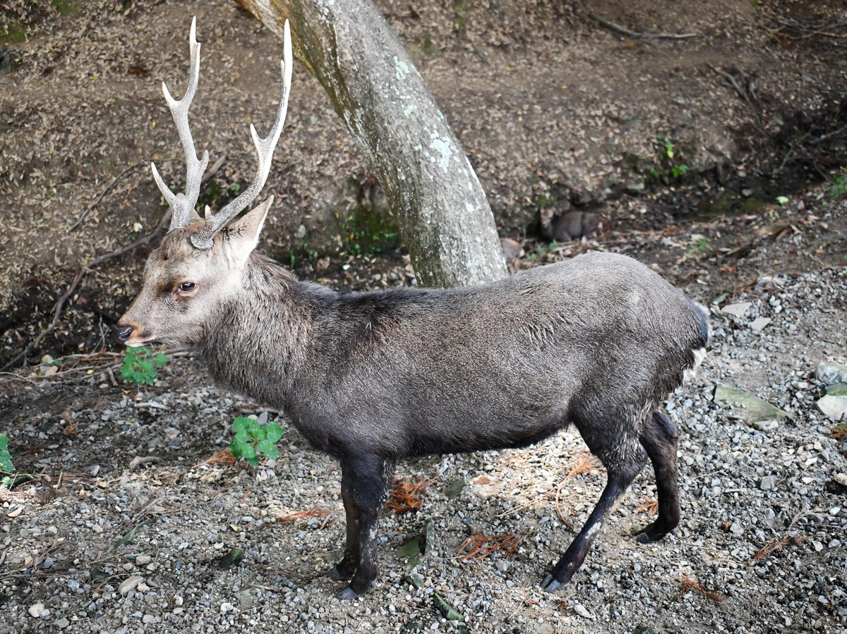 #88:
          Sika Deer, Male, Nara.
          f/ at mm - Shutter Speed: - ISO: